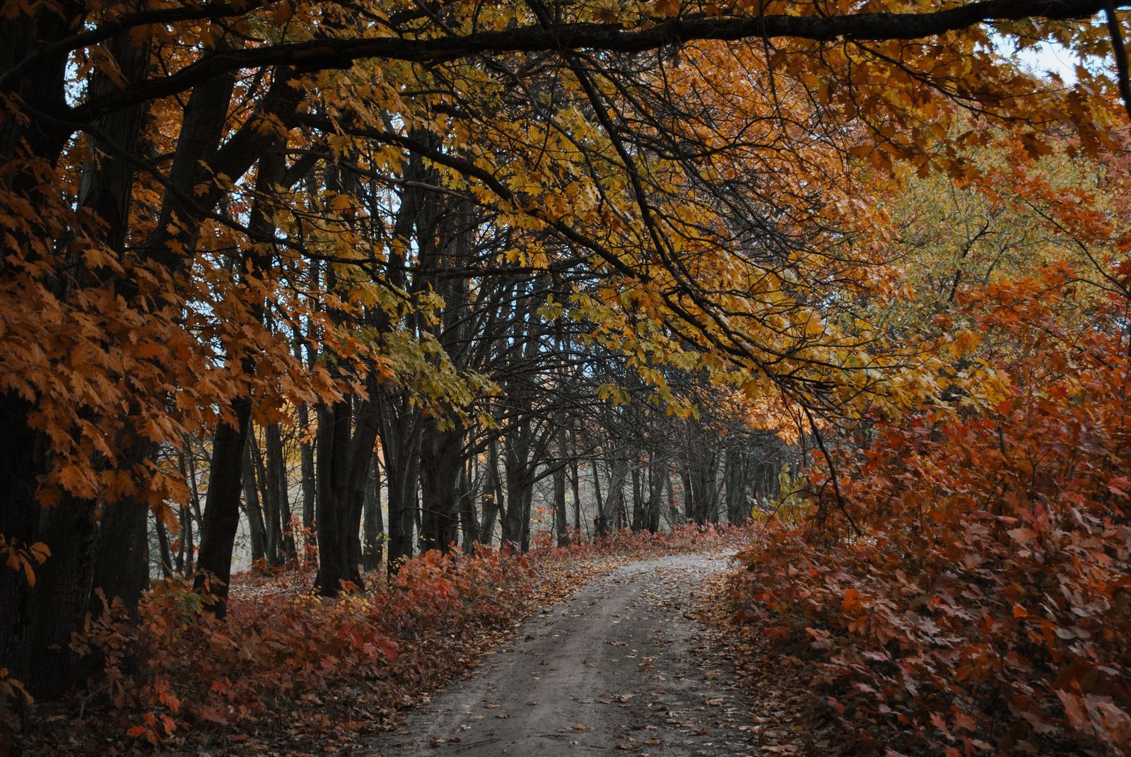 Puebla de la Sierra en camper: acceso y pernocta 2 Sendero de tierra entre robles en otoño con hojarasca cubriendo el camino